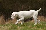 DOGUE ARGENTIN 135